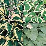 You Garden - 3 x Hosta Mix Perennial Hosta Plants in 9cm Pots