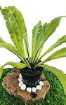 The Four Seasons Asplenium Nidus (Birds Nest Fern) Natural Live Plant in Pot