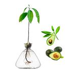 YWNYT Avocado Seed Starter Vase, Avocado Seed Sprout Starter Avocado Vase Pot for Growing Planter, Avocado Tree Growing Kit Glass Vases Seed Plant Vase Gift for Gardening Lover