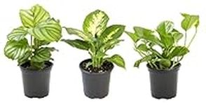 Essential Houseplant Collection (3P
