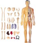 Clear Human Body Structure Model, Human Body Structure Model, Human Torso Anatomy Model Removable Semi-Clear Human Body Model for Kids Realistic Organ ＆ Skeleton Science Educational