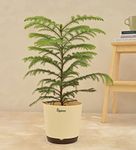 UGAOO Indian Christmas Tree Indoor Live Plant with Pot - Large