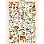 Millot Encyclopedia Page Mushrooms Fungus Unframed Wall Art Print Poster Home Decor Premium