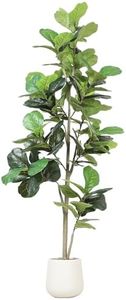 Jocoevol A