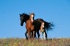 National Geographic NG94616 Wild Horses Wall Mural, Blue