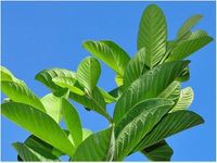 Fresh Guava Leaves (Pack of 50 Leaves), Amrood ke Patte, Payara, Peroo, Pijuli - Medicinal Leaf, Organic Leaf