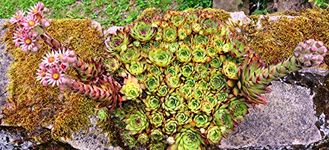 Sempervivum tectorum 50 Seeds, Hens and Chicks, Houseleek, Succulent Seeds