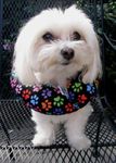 Puppy Bumpers Keep Your Dog on The Safe Side of The Fence - Rainbow Paw (up to 10")