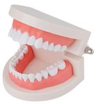 Myaskro® - Dental Teeth Model | Premium Typodont, Denture Demonstration Model | Master Dental Anatomy With This Dental Model