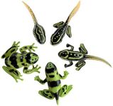 Sensory4u Frog Life Cycle Amphibian Metamorphosis Science Learning Toys