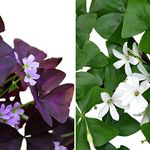 EasytoGrowBulbs Oxalis Triangularis and Regnelli Combo - 50 Robust Bulbs, 1/2' Tubers