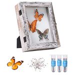 IHEIPYE Insect Display Case Wall Mount Bug Display Case with Anti Fade UV Protection Acrylic Top Eva Foam Pinning Board and 3 Size Pins Shadow Box for Bug Butterfly Insect Specimen Collection Display