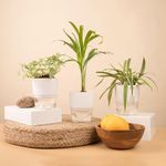 KYARI Spider-Areca Palm-Fittonia Pink Combo of 3 Indoor Plants for Living Room | Live Plants | Plants with White Pot for Home Air purifier plants | Plants for Home Decor | Plants for garden