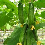 Mini Cucumber Seeds