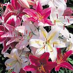 Lilies Flowers Perennial Plant for Garden Border,Oriental Lily Collection Yields Large Colourful Fragrant Blooms, 20 x Lily Bulbs by Thompson & Morgan