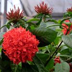 Gurveplantationi® Ixora Red Color Flower Plant Live with Black Plastic Pot.