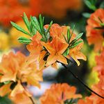 Dwarf Azalea Orange Hardy Evergreen Compact Shrubs for The Garden, Patios, Beds & Borders Provide Spectacular Colour 1 x Orange Azalea in 9cm Pot by Thompson & Morgan