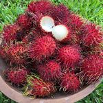 OhhSome 1 Healthy Rare Live Plant Red Rambutan King Nephelium Lappaceum Seedling Plant