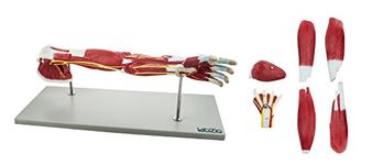 Labzio - Life Size Premium Human Muscular Arm Model 7 Parts Showing Muscles and Deep Layers of Tissue and Vessels with Detailed Key Card