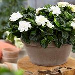 Jasmine Indoor Plants