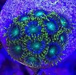 coralSLover Live Saltwater Coral Fr
