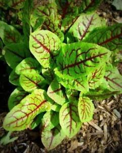 Sorrel RED