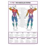 SPORTAXIS - Men's/Women's Muscular System Anatomy Wall Poster with Coloured Illustrations (18"x 27")