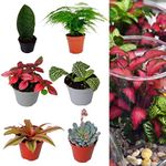 Terrarium Plant Mix - Plants Perfec