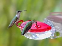 Apsects The Gem Window Mount Hummingbird Feeder, 4 Oz
