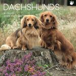 The Gifted Stationary 2026 Square Wall Calendar, Dachshunds, 16-Month Paw Prints Theme Hanging Calendar with 180 Reminder Stickers, Month Planner for Home, or Creative Spaces, 12x12 In