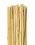 MNSS Bamboo Sticks for All Kinds Live Plants 2 Feet Bamboo Stakes for Indoor Gardening Plant Stakes Supports (Pack of 30 Bamboo Poles)