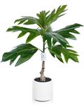 Leflos Artificial Breadfruit Tree Indoor, 2ft Faux Breadfruit Plant, 24'' Tropical Fake Potted Tree in White Pot, Nice Home Decor & Housewarming Gift