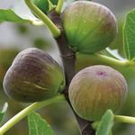 "Healthy Vibe Anjeer Fig Fruit Plant Live – Ideal for Home Gardening, Outdoor & Indoor Use, Easy to Grow, High-Quality Sapling for Fresh Figs" - (Pack of-1)