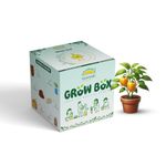 SATTVAMRIT Sattvishtik Grow Box Capsicum Vegetable Kit for Kids | Pack of 1 | Eco Friendly Gift for Kids | Beginner Gardeners | DIY | Easy Grow it Yourself Gardening Kit for Home & Garden