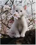 White Kitten On The Tree - Animal W