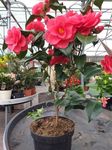 Beautiful Red Camellia Flowering Live Plant For Shrub/Bush/Home Gardening (Air Layering, Pack Of 1)