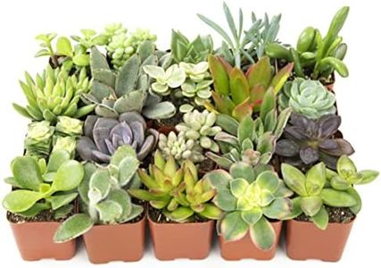 Altman Plants, Live Succulent Plants (20 Pack) Assorted Potted Succulents Plants Live House Plants in Cacti and Succulent Soil Mix, Cactus Plants Live Indoor Plants Live Houseplants in Planter Pots