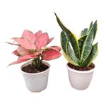 CAPPL Aglaonema and Sansevieria |Snake Plant live indoor plants for air purifying best for home decor (pots included) - 2 Plants