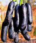 PAJUSDYASI-"Moon Drop Black grapes" Fruit plant Seedless all seasons hybrid - 1 Healthy Live Super Yielding Early Fruting Moon Drop Black grapes Fruit Plant With Pot for Home Garden