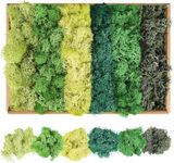 XIEJ Moss - Moss for Plants in 6 Colours, 240g Preserved Moss, Real Durable Natural Decorative Moss for Moss Picture Crafting/Decoration and Model Making Easter Decoration