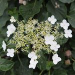 Thompson & Morgan Climbing Hydrangea Petiolaris, Shade Loving Plant, White Flowers with Heart Shaped Leaves, Ideal for Cottage Gardens, Patios and Containers (2 x 2 Litre Pots)