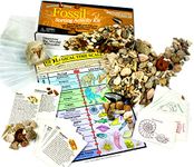 Dancing Bear Fossil Collection Sorting Activity Kit with Over 100 Pcs (More Than 20 Different Fossil Varieties), Educational ID Sheet, Color ID Cards, Bags, Magnifying Glass, and Shark Teeth, Brand