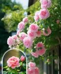 100PCS Pink Climbing Rose Seeds Rar