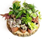 Random Selection Terrarium Plants •