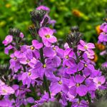 Erysimum 'Super Bowl Mauve'. Plug Plant x 4. Long Flowering Perennial WallFlower, Ideal for rockeries and pollinators. Available from Bedwen Plants