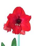 3 Red Lion Amaryllis Bulbs Special 