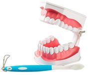 Myaskro® ✮ Dental Anatomy Model ✮ (Premium Quality) ✮ For Demonstration And Educational Purposes