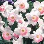 5 Large Cupped Pink Daffodil Mix Bu