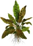 CANTON AQUATICS Cryptocoryne (Wendtii Brown) - Different Coloration - Aquascaping Plant - MidGround Positioning - All Natural & Organic Aquatic Plant - Long Lasting & Easy to Care - Medium