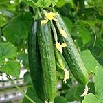 Cucumber Lebanese (BEIT Alpha) 25 S